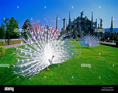 Italy Europe Isola Bella Borromean Islands Lago Maggiore Lake gardens July 2007 Europe park ...