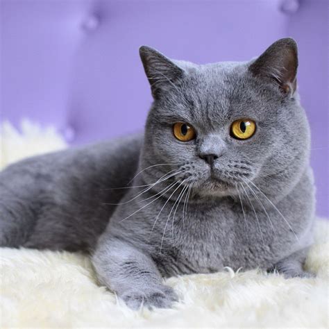 British Shorthair - Information, Health, Pictures & Training Pet Paw