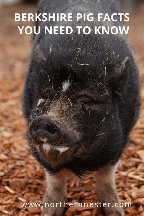 Berkshire Pig Facts You Need To Know - Northern Nester