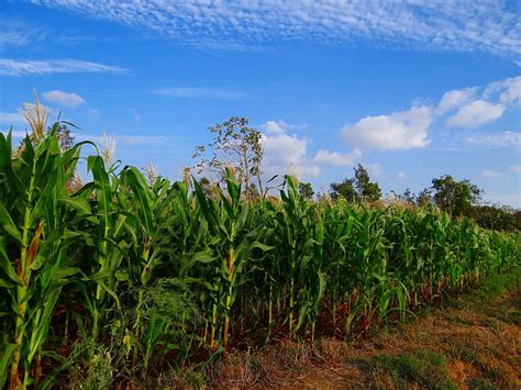 Absence of rain hampers maize cultivation | Nepalnews