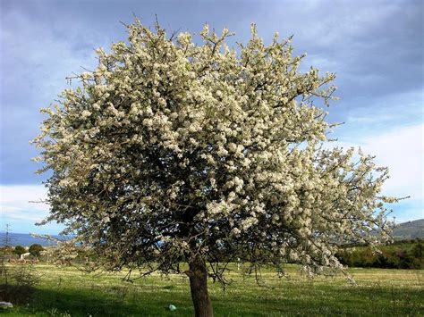 Blossoming tree Photograph by Andonis Katanos