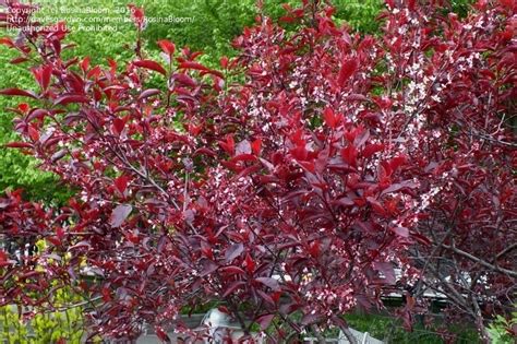 PlantFiles Pictures: Prunus, Dwarf Red-Leaf Plum, Purple Leaf Sand ...