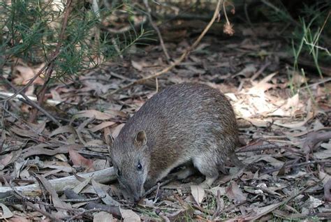 Bandicoot - Facts, Habitat, Pictures, Diet, Breeding, Lifestyle ...