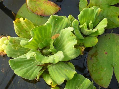 Pistia Stratiotes