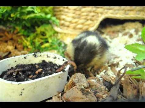 lowland streaked tenrec - YouTube