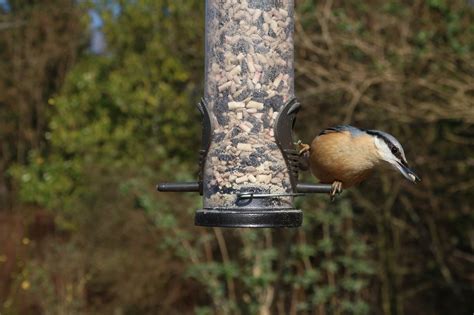 Nuthatch Feeder Garden - Free photo on Pixabay