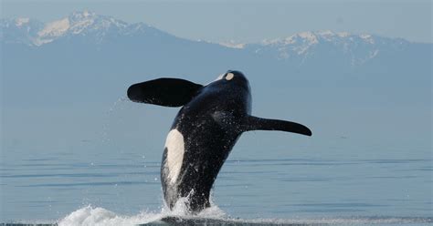 Puget Sound resident orca found dead