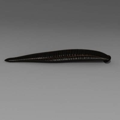 3d model giant leech