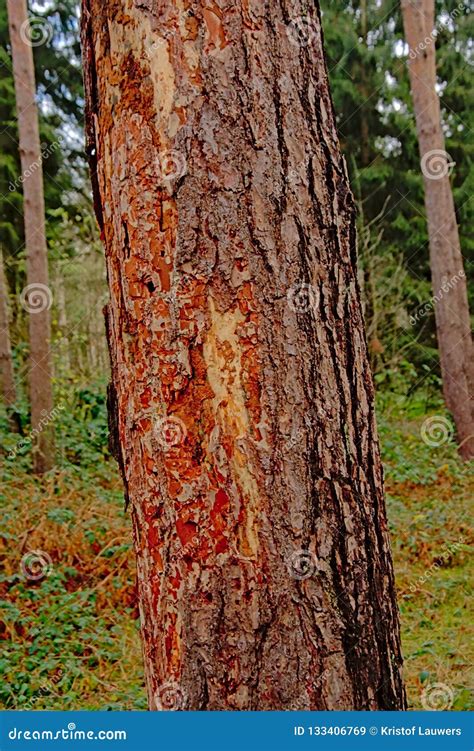 Spruce tree bark detail stock image. Image of pine, texture - 133406769