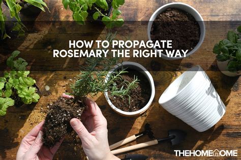 How to Propagate Rosemary The Right Way | The Home Tome