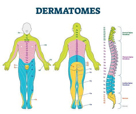 Dermatome : définition, utilité, aide au diagnostic