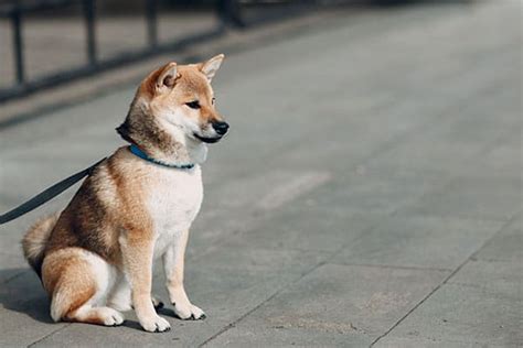 Shiba Inu Training Basics | My First Shiba Inu