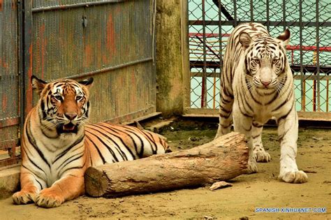 Primer tigre blanco en Bangladesh | Spanish.xinhuanet.com