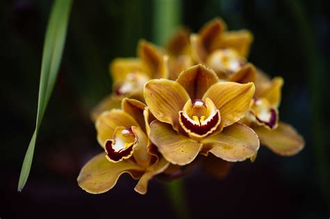 Shenzhen Nongke Orchid Wallpapers And Backgrounds