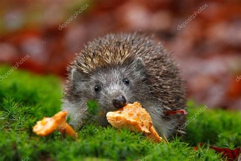 Cute European Hedgehog — Stock Photo © OndrejProsicky #102975636