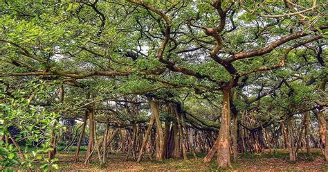 indian botanical garden kolkata banyan tree – PressWire18