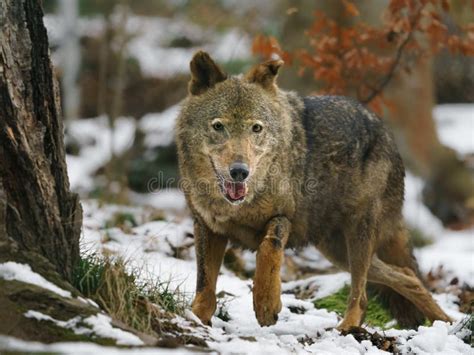 Iberian wolf stock image. Image of dangerous, forest - 269687323