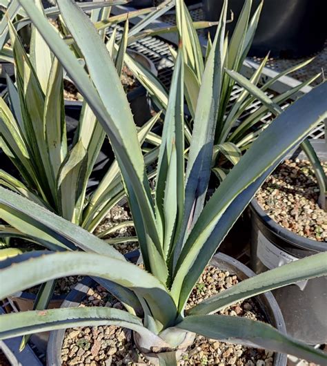 2g Agave tequilana - Cactus Jungle