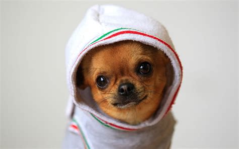 Tan smooth Chihuahua wearing white hoodie HD wallpaper | Wallpaper Flare