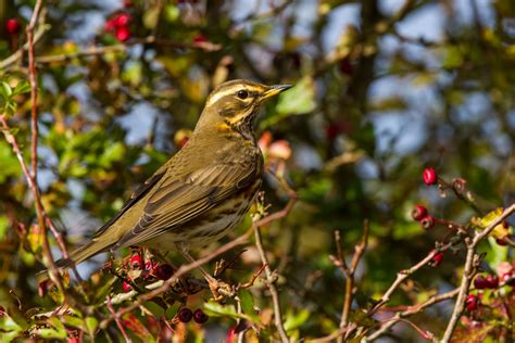 Darley Dale Wildlife: Redwing migration