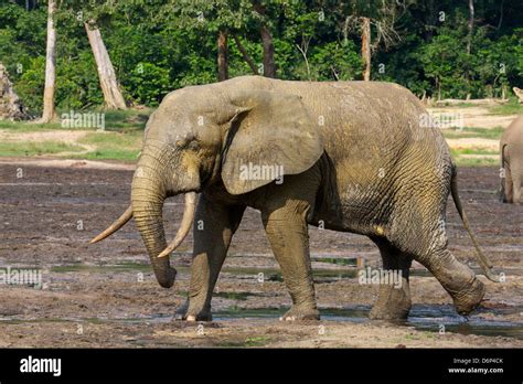 Forest Elephants ,Bull digging minerals (Loxodonta cyclotis), in Dzanga Bai Clearing, Central ...