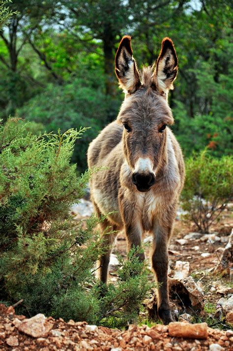 Donkey · Free Stock Photo