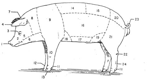 Swine Anatomy Diagram | Quizlet