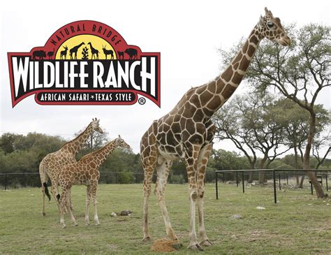 Natural Bridge Wildlife Ranch - Conservation Centers for Species Survival