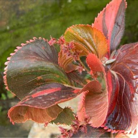 Buy Acalypha twisted red (Copperleaf) Plant online at plantsguru.com