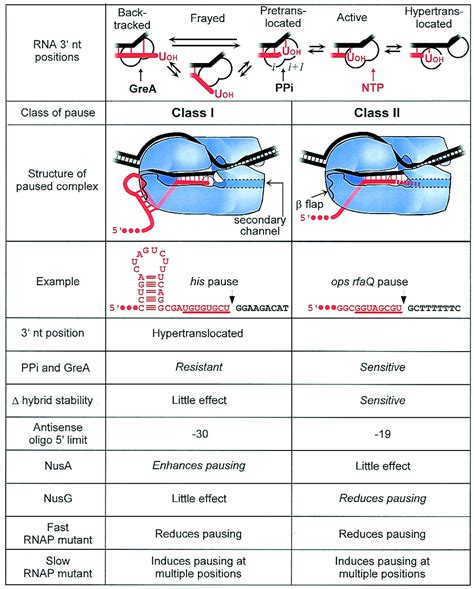 Pausing by bacterial RNA polymerase is mediated by mechanistically ...