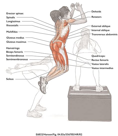 Squat Jump Muscles Used