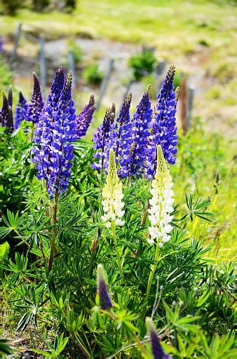 Blue Lupine Flowers In Patagonia Stock Photo - Download Image Now - Beauty, Chile, Cloud - Sky ...