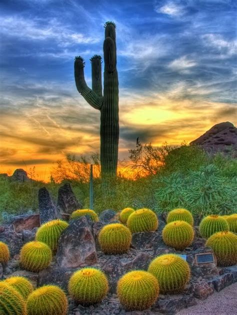 Arizona Desert Sunset | visit polopixel com | Desert botanical garden ...