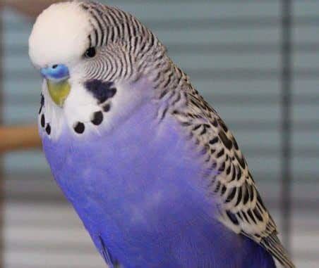 106 Good Blue Budgie Names You Will Enjoy - Feathered Buddies