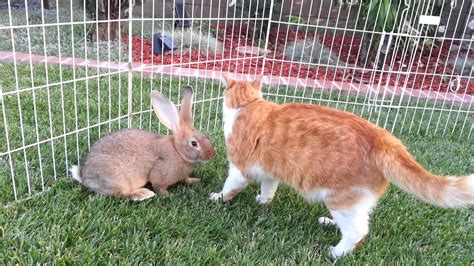 5 Flemish Giant Baby Bunnies Playing in the Grass - YouTube