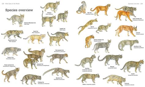 What Are The Different Kinds Of Cats at Earnest Deluca blog