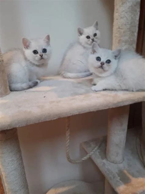 silver british shorthair kittens | PostAds.ph