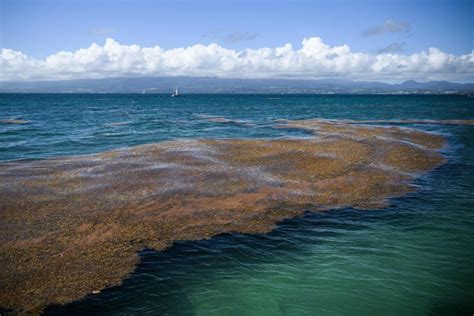 Sargassum Seaweed Map Florida 2024 - Ashli Camilla