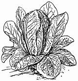 Romaine Lettuce Coloring Page sketch template
