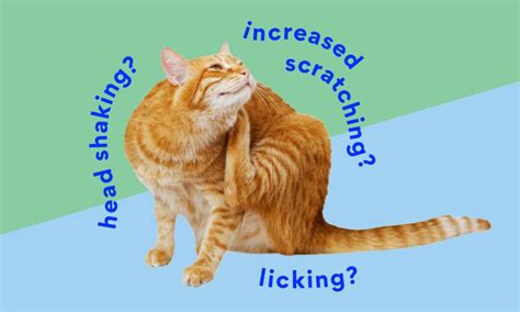 Cat Allergy Medicine: What Can I Give My Cat for Allergies? | BeChewy