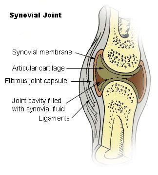 Synovial Joints | Anatomy and Physiology I Class Notes | Fiveable