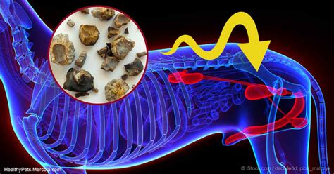 Struvite Stones in Pets: Symptoms, Causes and Treatment