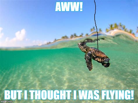 Flying Turtle Meme