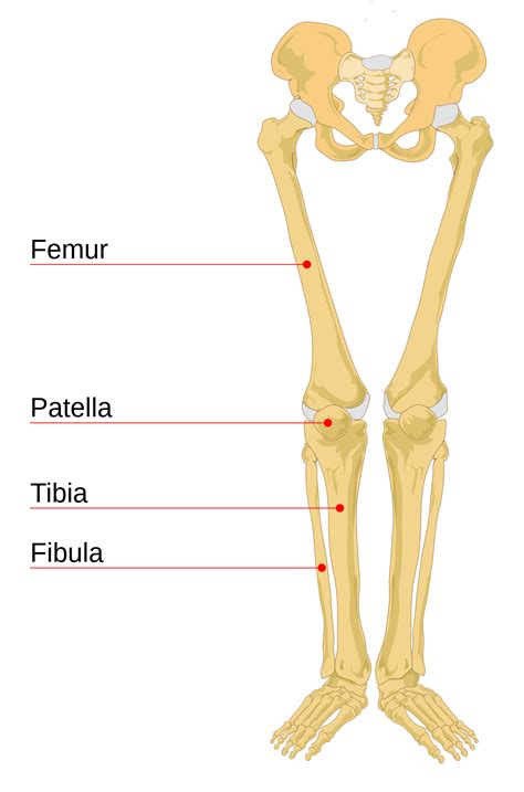 Leg bone - Wikipedia