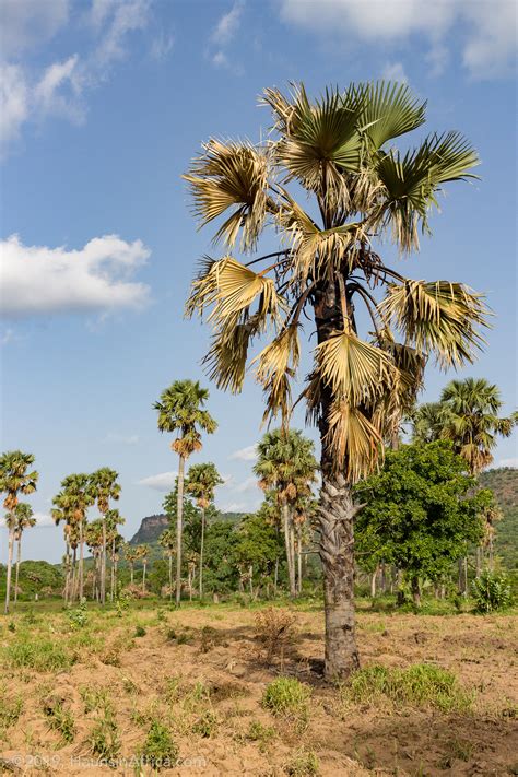 West Africa's Borassus Palm - The Hauns in Africa