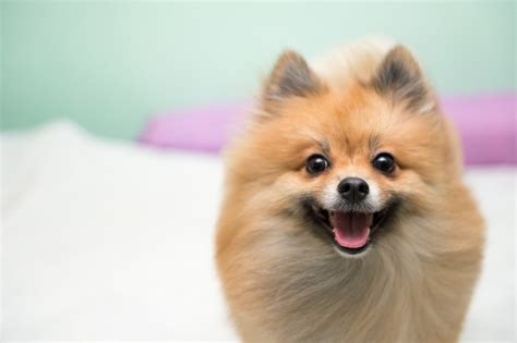 All the 25 Pomeranian colors explained - DogsPlanet.com