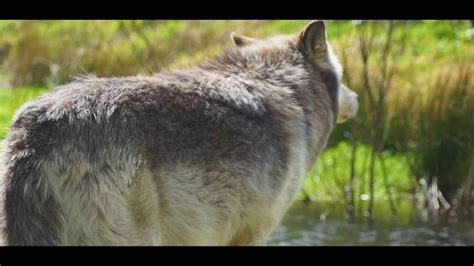 The reintroduction of wolves in Yellowstone national park - Wolf Watch UK