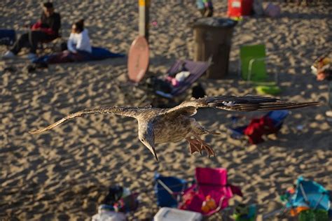 Gull Beach Flying - Free photo on Pixabay - Pixabay