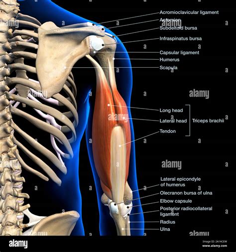 Triceps brachii hi-res stock photography and images - Alamy