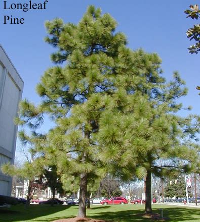 Tree, Pine | NCpedia